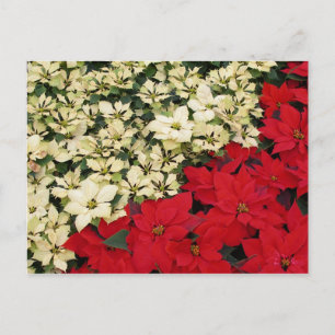 Cartes Pour Fêtes Annuelles Poinsettias blanches et rouges I Holiday Floral