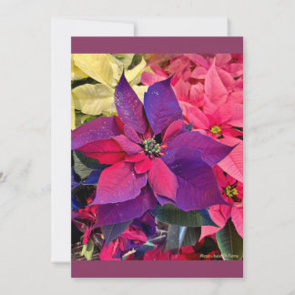 Cartes Pour Fêtes Annuelles Poinsettias de Noël