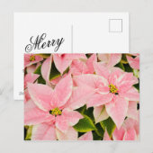 Cartes Pour Fêtes Annuelles Poinsettias roses (Devant / Derrière)