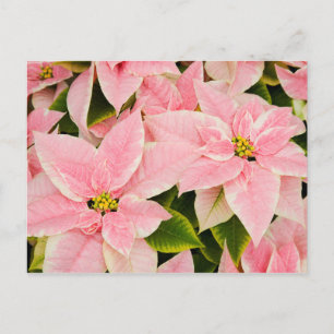 Cartes Pour Fêtes Annuelles Poinsettias roses