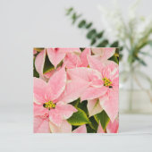 Cartes Pour Fêtes Annuelles Poinsettias roses (Debout devant)