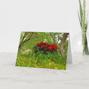 Cartes Pour Fêtes Annuelles Poinsettias Rouges - Personnalisable
