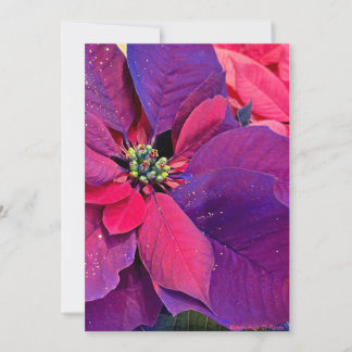 Cartes Pour Fêtes Annuelles Poinsettias violets