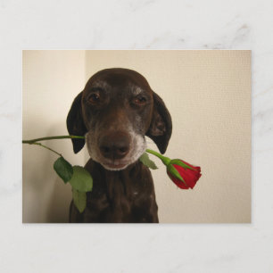 Cartes Pour Fêtes Annuelles pointeur rose valentine