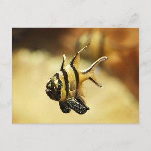 Cartes Pour Fêtes Annuelles Poisson-ange rayé solitaire