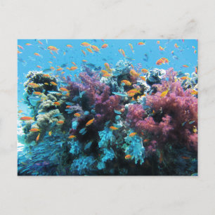Cartes Pour Fêtes Annuelles Poisson orange tropical et corail rose