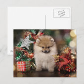Cartes Pour Fêtes Annuelles Poméranie Spitz, Chiot de Noël (Devant / Derrière)