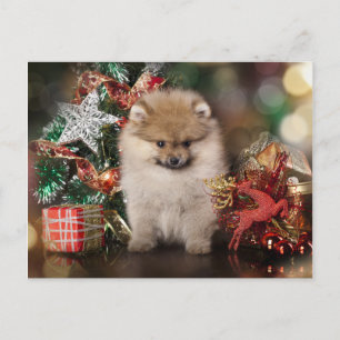 Cartes Pour Fêtes Annuelles Poméranie Spitz, Chiot de Noël