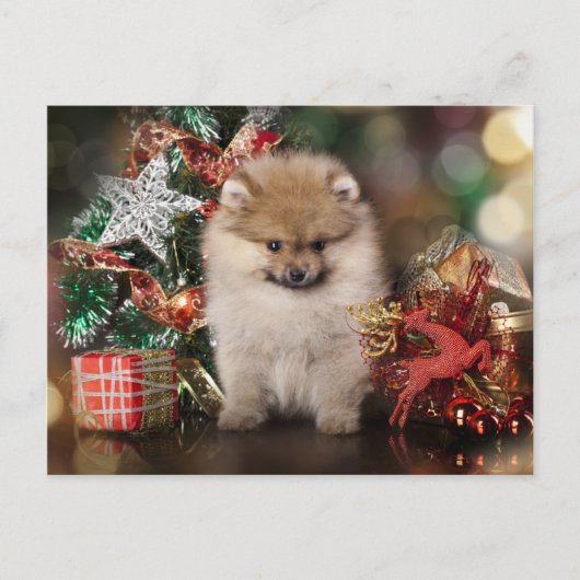 Cartes Pour Fêtes Annuelles Poméranie Spitz, Chiot de Noël (Devant)