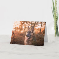 Portrait berger allemand