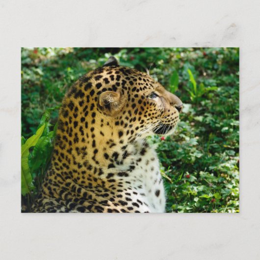 Cartes Pour Fêtes Annuelles Portrait de Javan leopard vu du profil (Devant)
