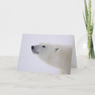 Cartes Pour Fêtes Annuelles Portrait de l'ours polaire