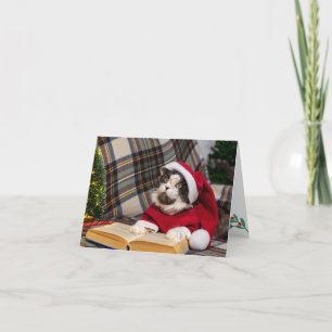 Cartes Pour Fêtes Annuelles Portrait de Noël du chat de Maine Coon