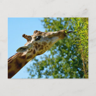 Cartes Pour Fêtes Annuelles Portrait de profil de la feuille de girafe