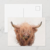 Cartes Pour Fêtes Annuelles Portrait de vache Highland (Devant / Derrière)