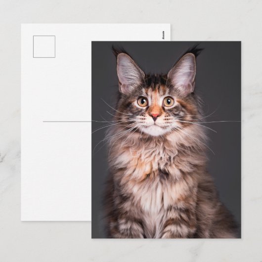 Cartes Pour Fêtes Annuelles Portrait du Maine Coon (Devant / Derrière)