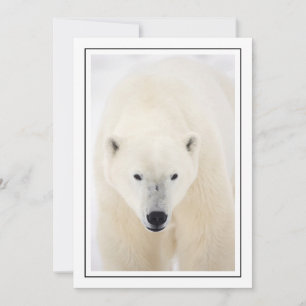 Cartes Pour Fêtes Annuelles Portrait d'un ours polaire