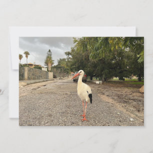 Cartes Pour Fêtes Annuelles Portrait d'une cigogne