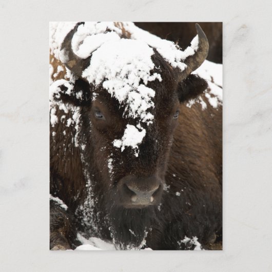 Cartes Pour Fêtes Annuelles Portrait of Bison Covered in Snow (Devant)