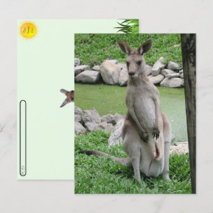 Cartes Pour Fêtes Annuelles Post-croisement : Kangaroo avec Joey Postcard
