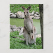 Cartes Pour Fêtes Annuelles Post-croisement : Kangaroo avec Joey Postcard (Devant)