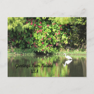 Cartes Pour Fêtes Annuelles Postcrossing - Greetings from - Egret Landscape