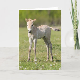 Cartes Pour Fêtes Annuelles Poulain du cheval de Przewalski, Hongrie