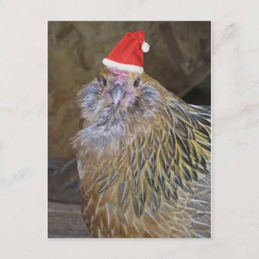 Cartes Pour Fêtes Annuelles Poulet de Noël (Devant)