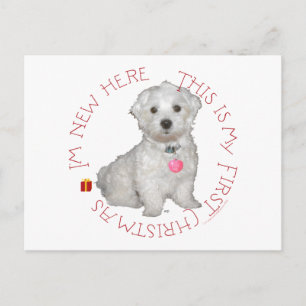 Cartes Pour Fêtes Annuelles Premier Noël de chiot maltais