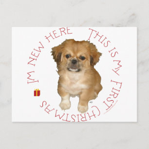 Cartes Pour Fêtes Annuelles Premier Noël de chiot Pékinois