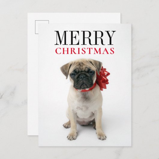 Cartes Pour Fêtes Annuelles Pug puppy with Christmas Bow (Devant / Derrière)