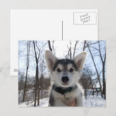 Cartes Pour Fêtes Annuelles Puppy de Christmas (Devant / Derrière)