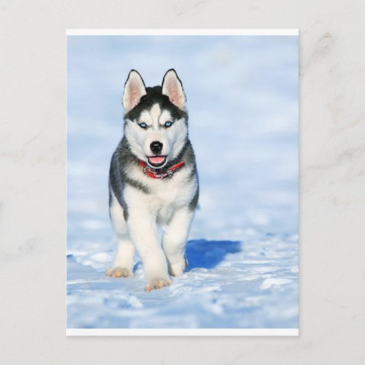 Cartes Pour Fêtes Annuelles Puppy Husky dans le paysage hivernal (Devant)