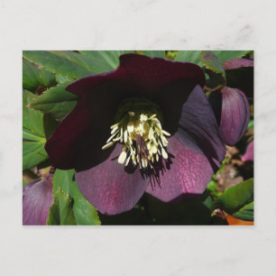 Cartes Pour Fêtes Annuelles Purple Carême Rose Pâques