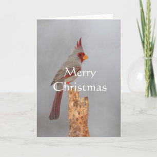 Cartes Pour Fêtes Annuelles Pyrrhuloxia sur une branche, Joyeux Noël