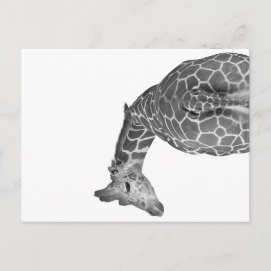Cartes Pour Fêtes Annuelles Queue de girafe noir blanc (Devant)