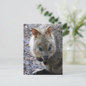 Cartes Pour Fêtes Annuelles Quokka (Debout devant)