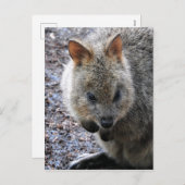 Cartes Pour Fêtes Annuelles Quokka (Devant / Derrière)