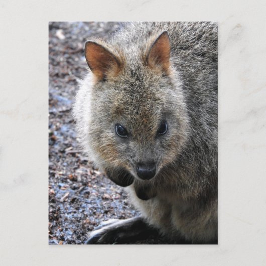 Cartes Pour Fêtes Annuelles Quokka (Devant)