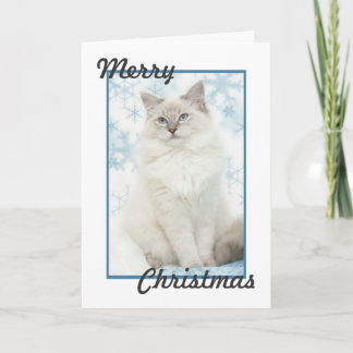 Cartes Pour Fêtes Annuelles ragdoll christmas card