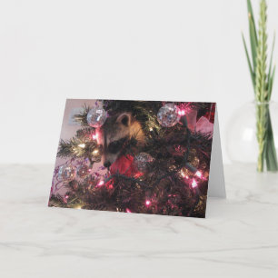 Cartes Pour Fêtes Annuelles Raton laveur de Noël