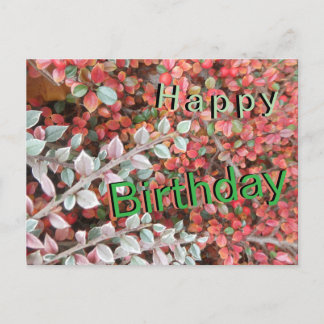 Cartes Pour Fêtes Annuelles Red and Green Leaves Cust. Happy Birthday Postcard