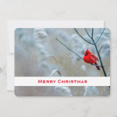 Cartes Pour Fêtes Annuelles Red Cardinal dans Winter Nature Photo de Christmas (Devant)
