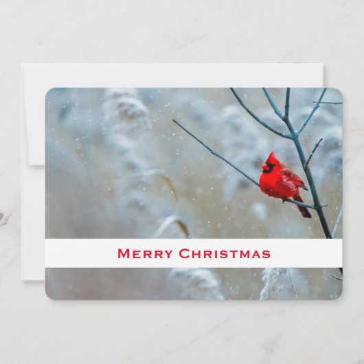 Cartes Pour Fêtes Annuelles Red Cardinal dans Winter Nature Photo de Christmas (Devant)