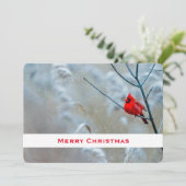 Cartes Pour Fêtes Annuelles Red Cardinal dans Winter Nature Photo de Christmas (Debout devant)