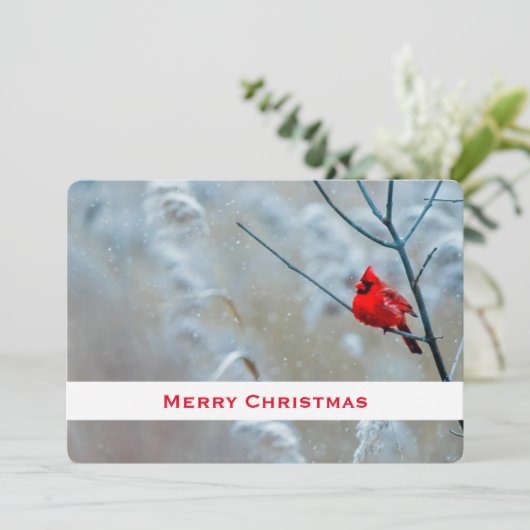 Cartes Pour Fêtes Annuelles Red Cardinal dans Winter Nature Photo de Christmas (Debout devant)