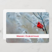 Cartes Pour Fêtes Annuelles Red Cardinal dans Winter Nature Photo de Christmas (Devant / Derrière)