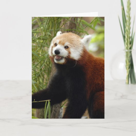 Cartes Pour Fêtes Annuelles red-panda-033 (Devant)