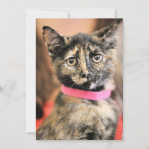 Cartes Pour Fêtes Annuelles Reese