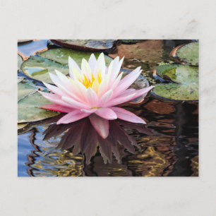 Cartes Pour Fêtes Annuelles Reflets de nénuphars